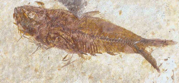 Detailed, Knightia Fossil Fish - Wyoming #53883